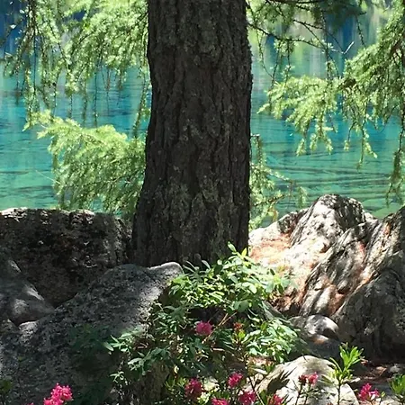 Chasa Sassalbo 住宿加早餐酒店